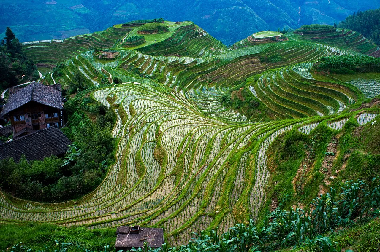 The sculpted Longji rice terraces curving around green hillsides