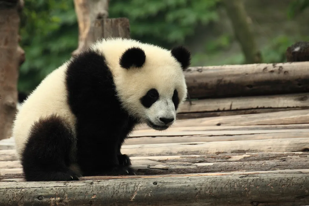 China with a Baby or Kids: A Practical Family Guide