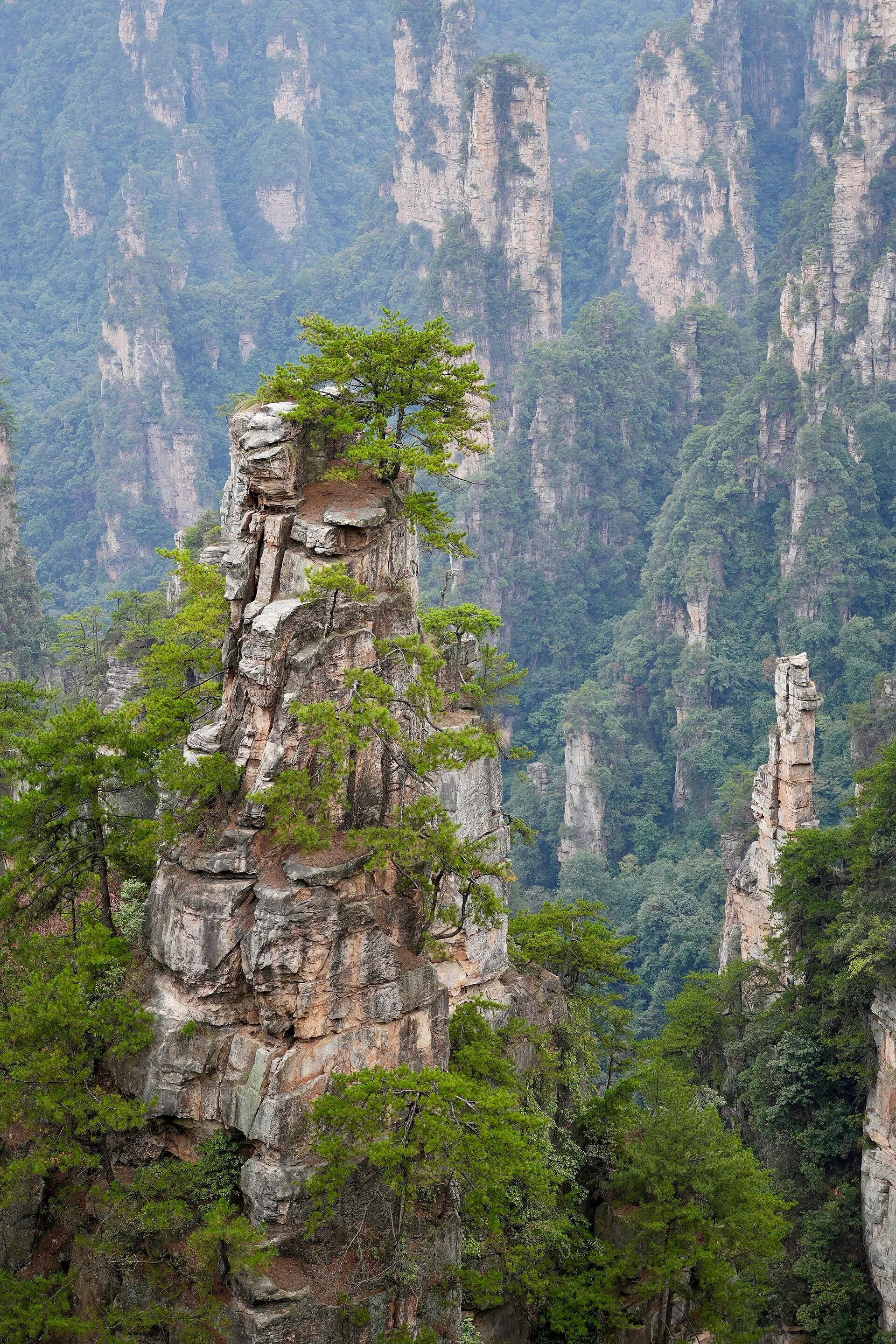The sandstone spire forest of Zhangjiajie rising from misty green forest