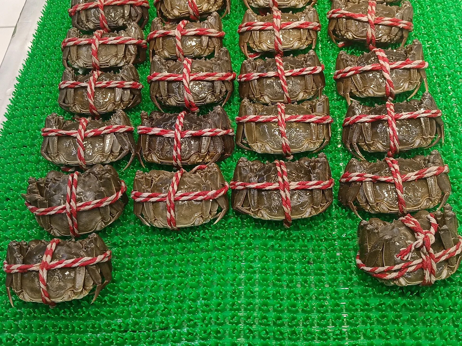 Rows of live hairy crabs bound with red string at a market