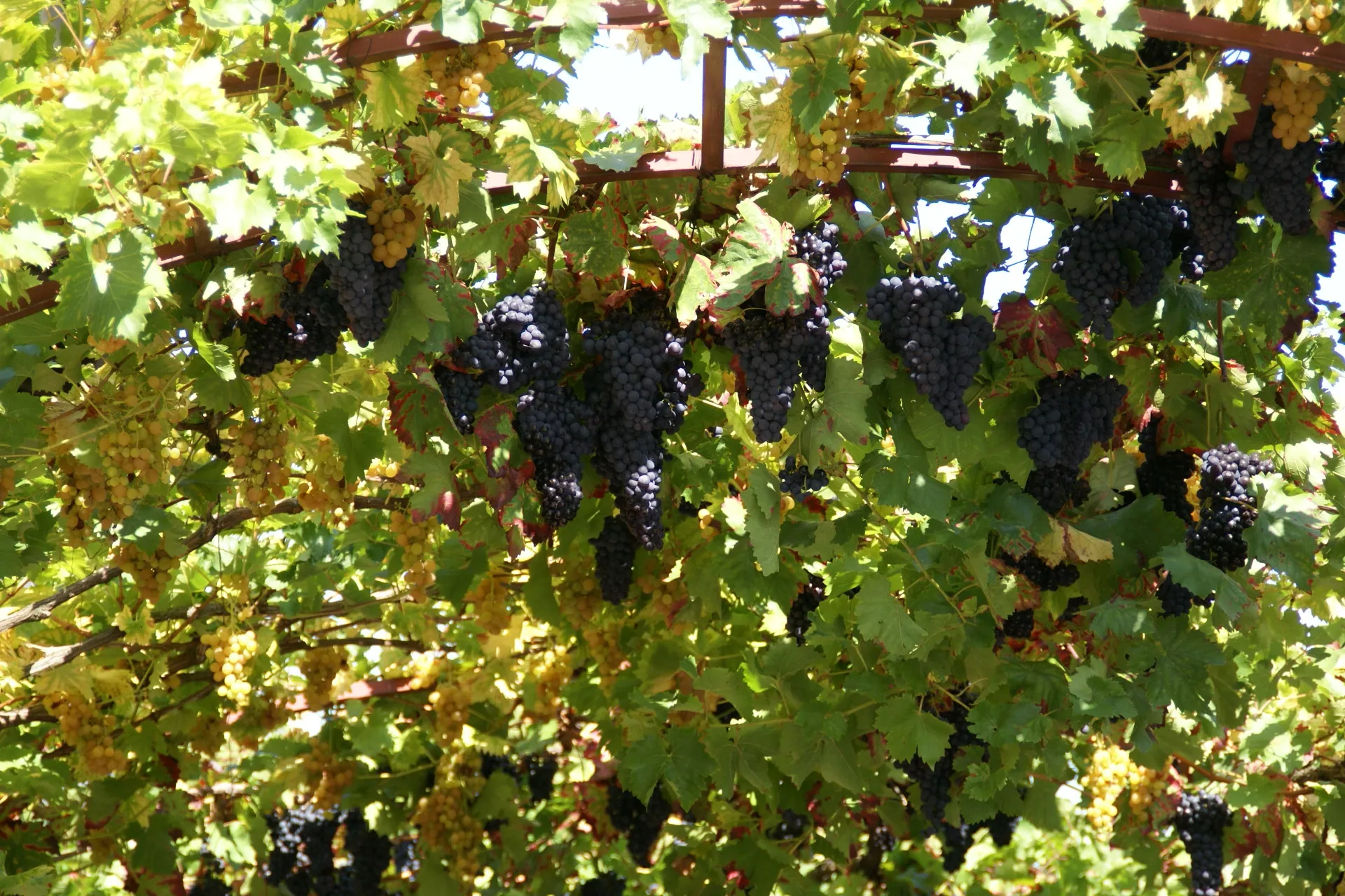 Many bunches of dark ripe grapes hanging down from a sunlit, leafy vine arbor