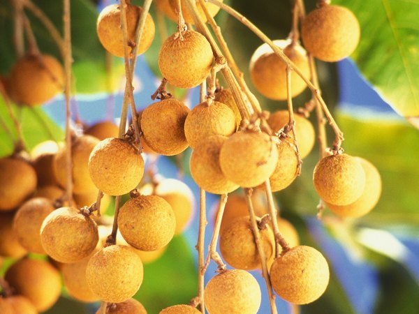 Longan