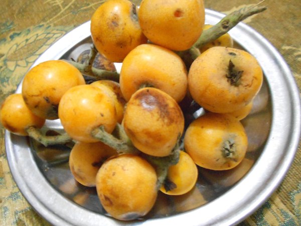 Loquat