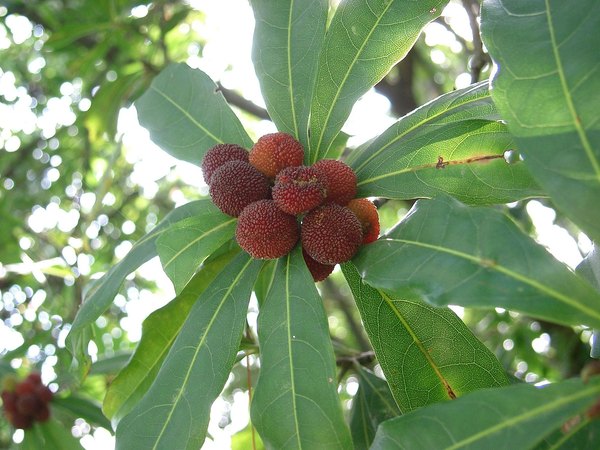 Yangmei bayberry